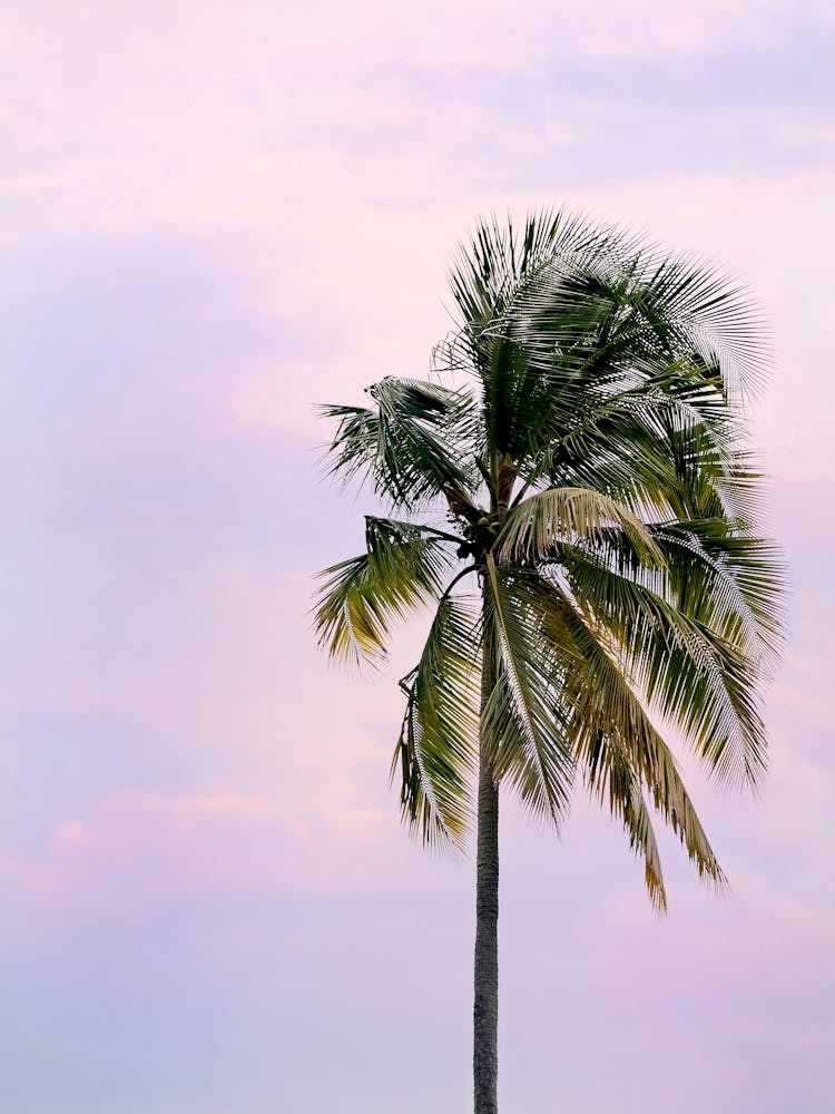 Pink Palm Tree