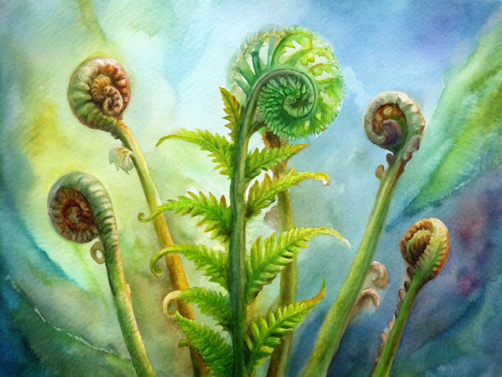 Ferns 1