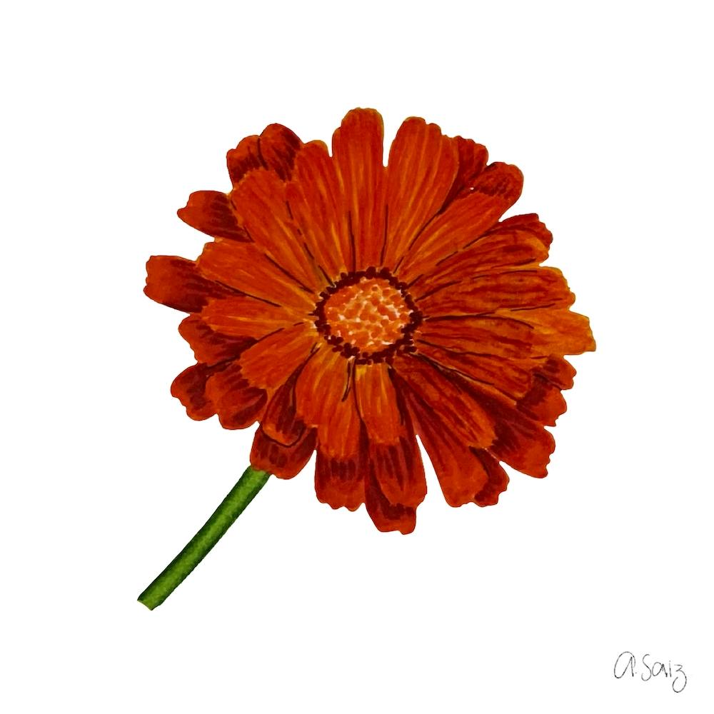 Orange Gerbera