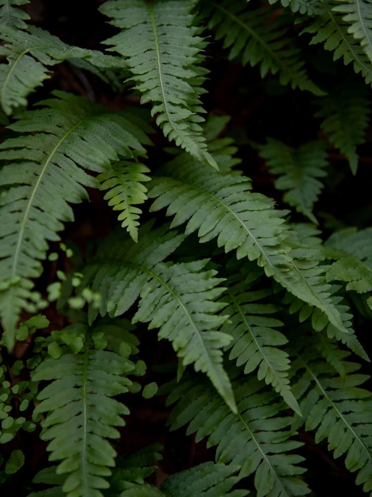 wild fern