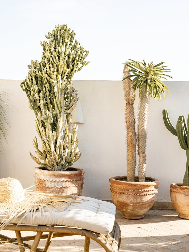 Rooftop Cacti's