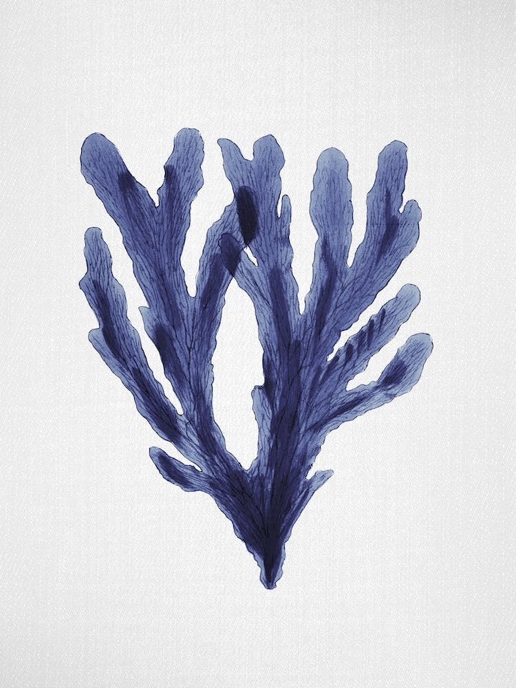 Seaweed 6