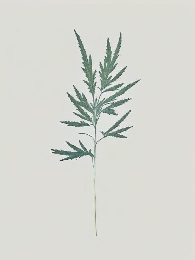 Mugwort Herb Simplicity