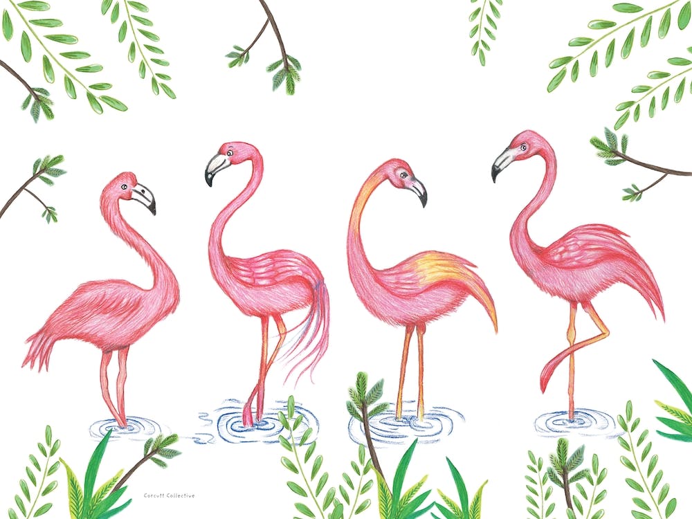 Flamingos