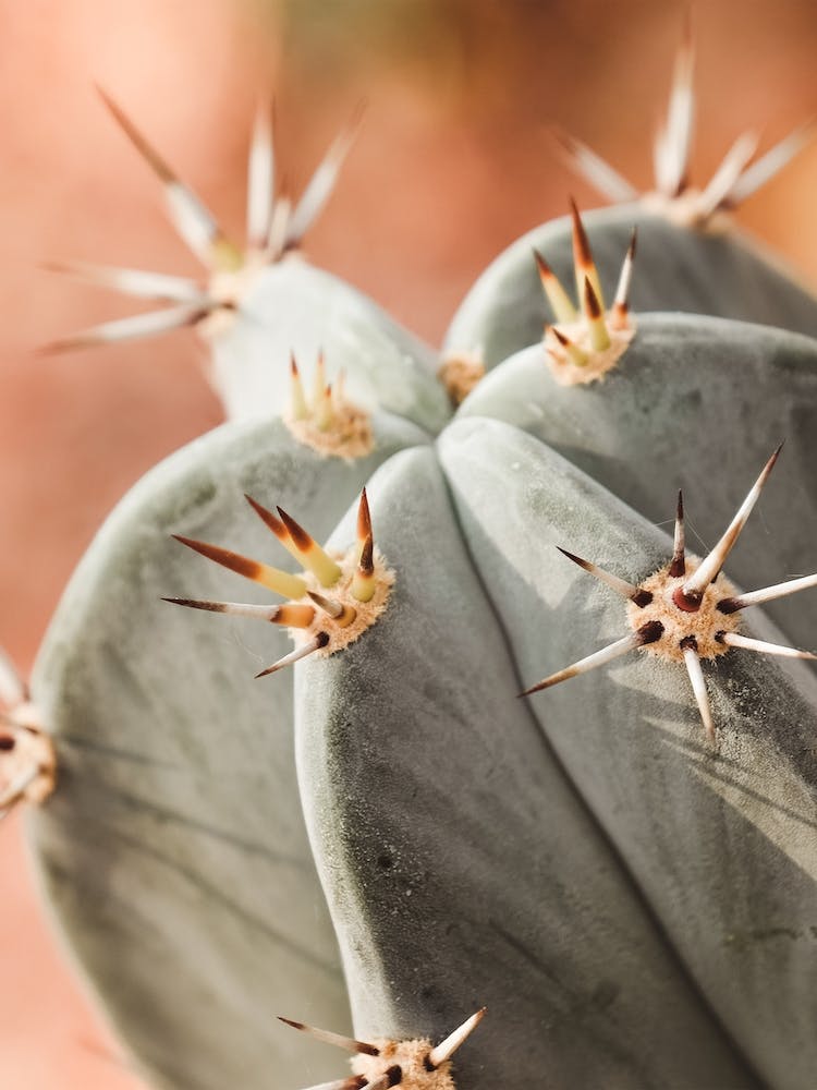 Cactus Spines