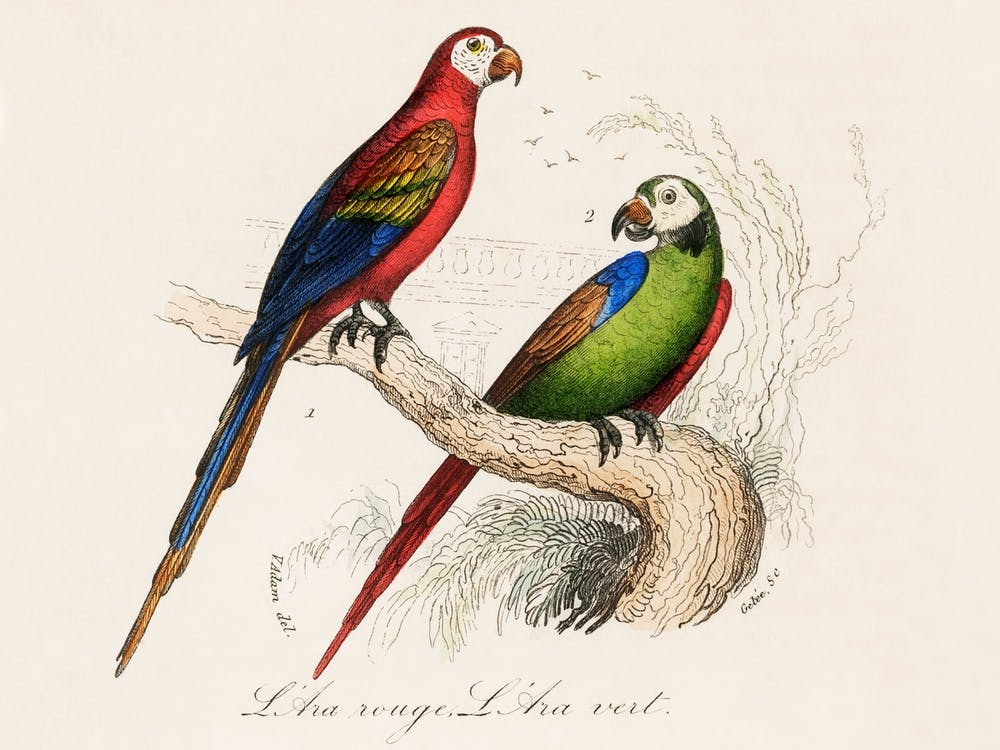 Scarlet And Green Macaw
