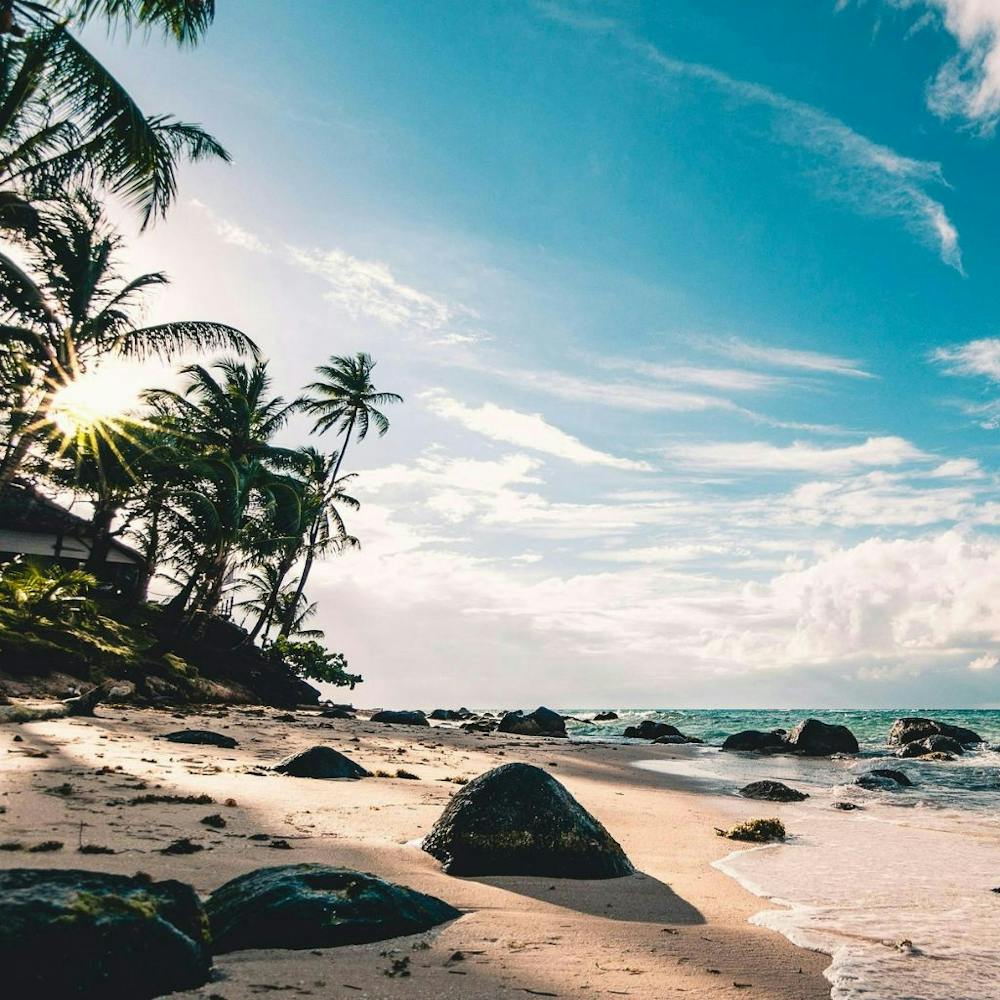 Beach With Palm Trees