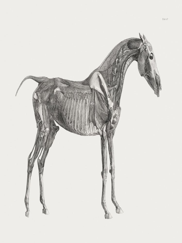 The Anatomy Of The Horse (1853) By George Stubbs 1b