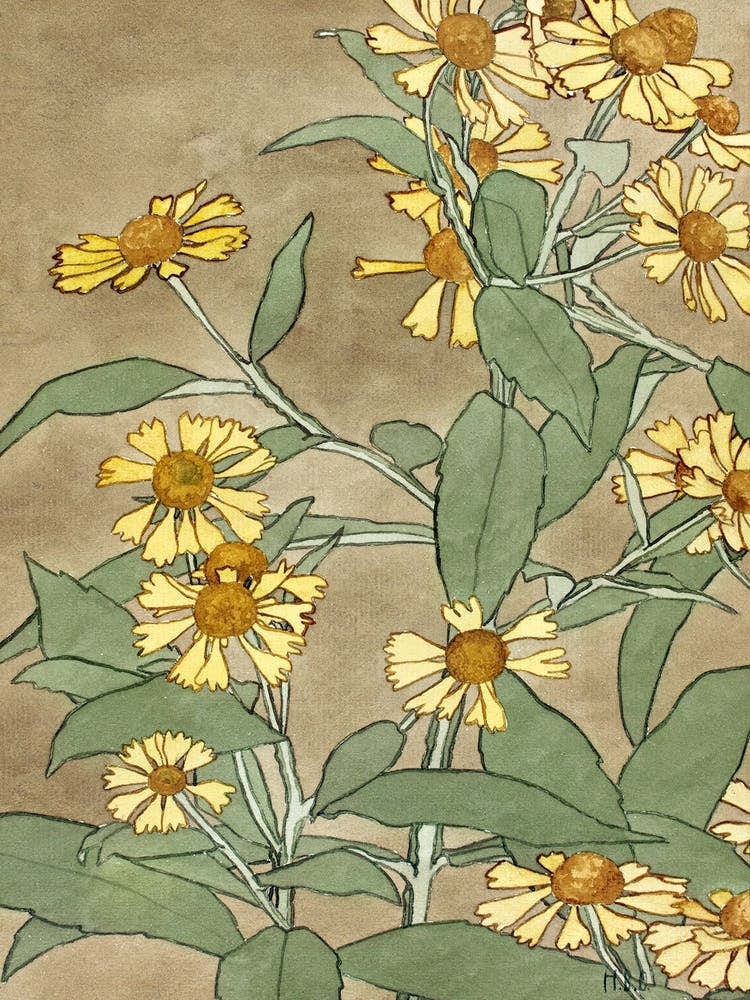 Daisies With Orange Center And Yellow Petals (1915), Hannah Borger Overbeck