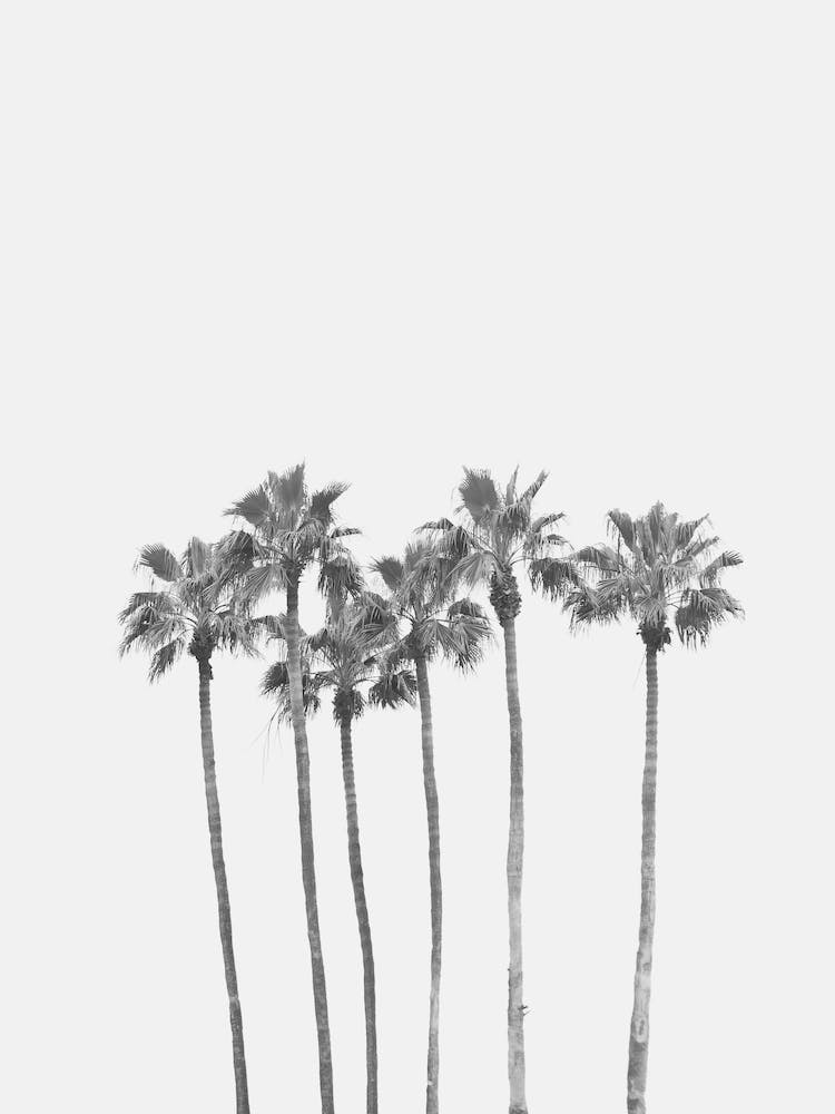 Palms
