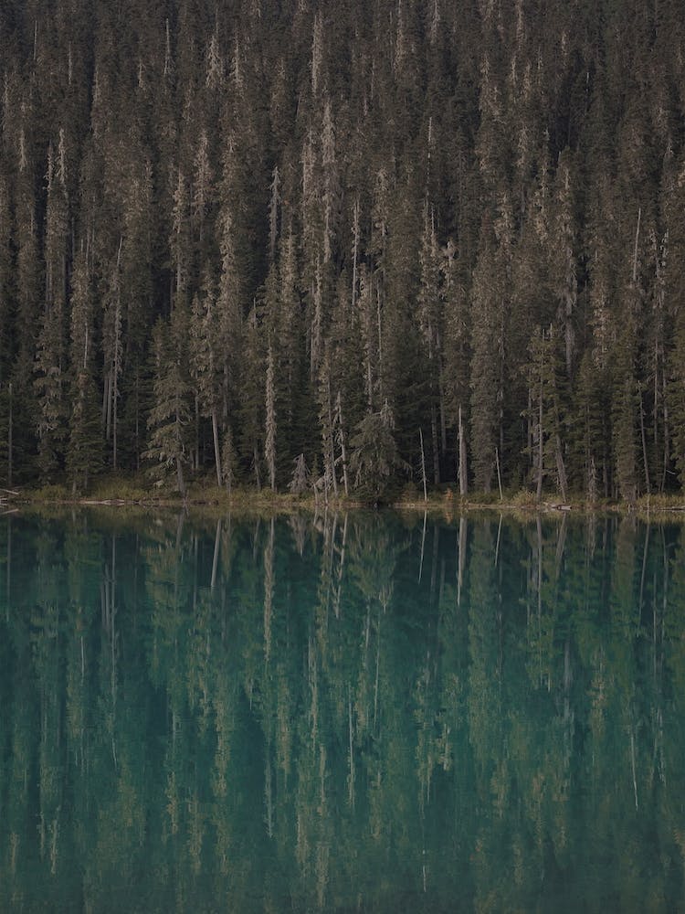 Spiegelung im Waldsee