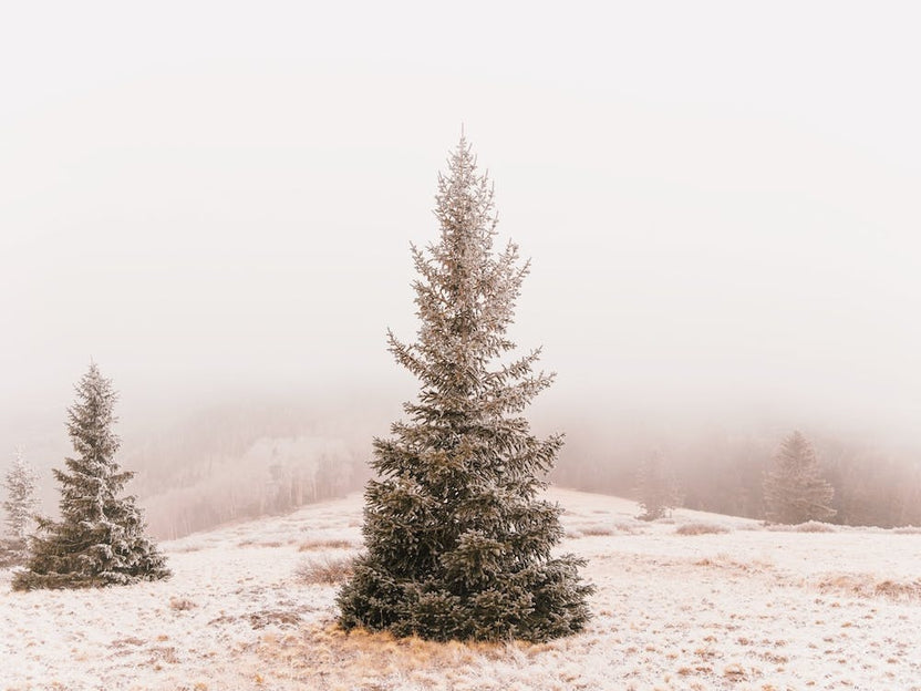 Stand Alone Pine Tree