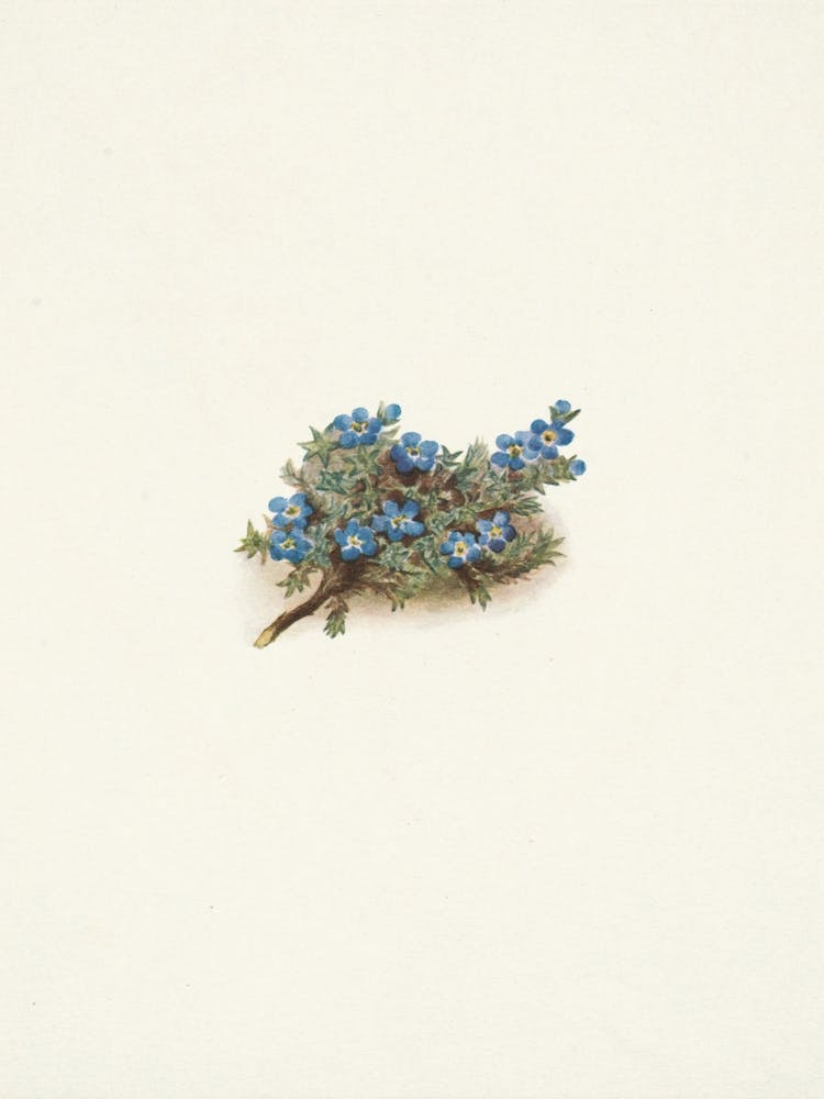 Moss Forget Me Not
