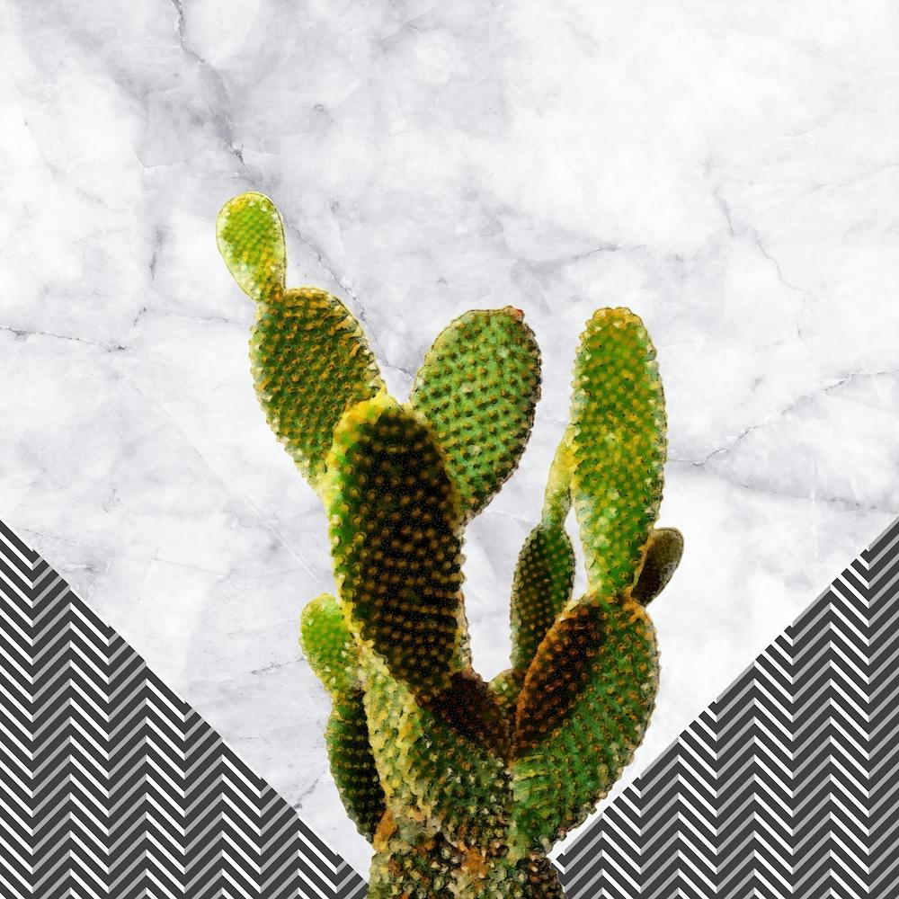 Cactus on White Marble and Zigzag Wall