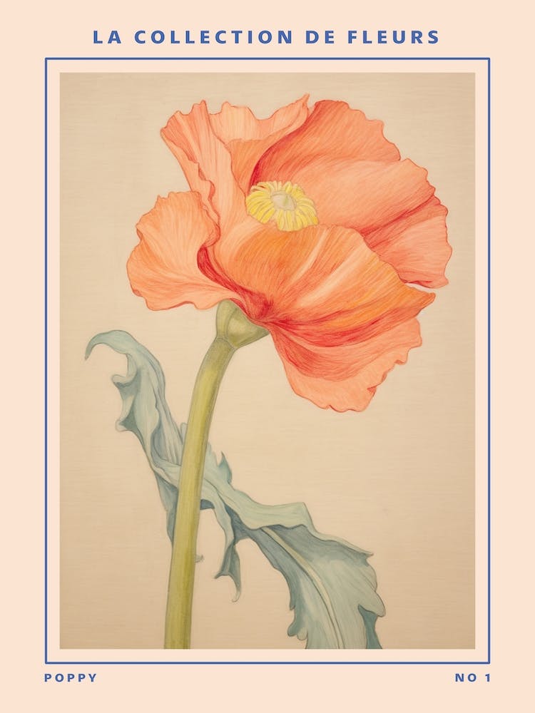 Poppy French Flower Botanical Poster