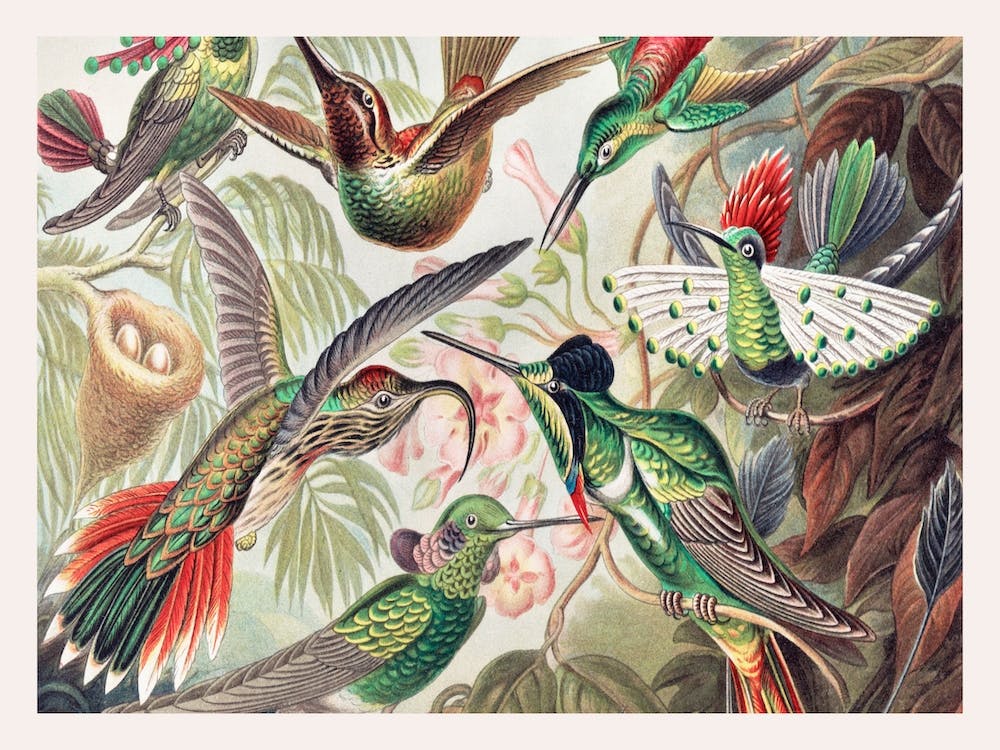 Vintage Birds, Ernst Haeckel