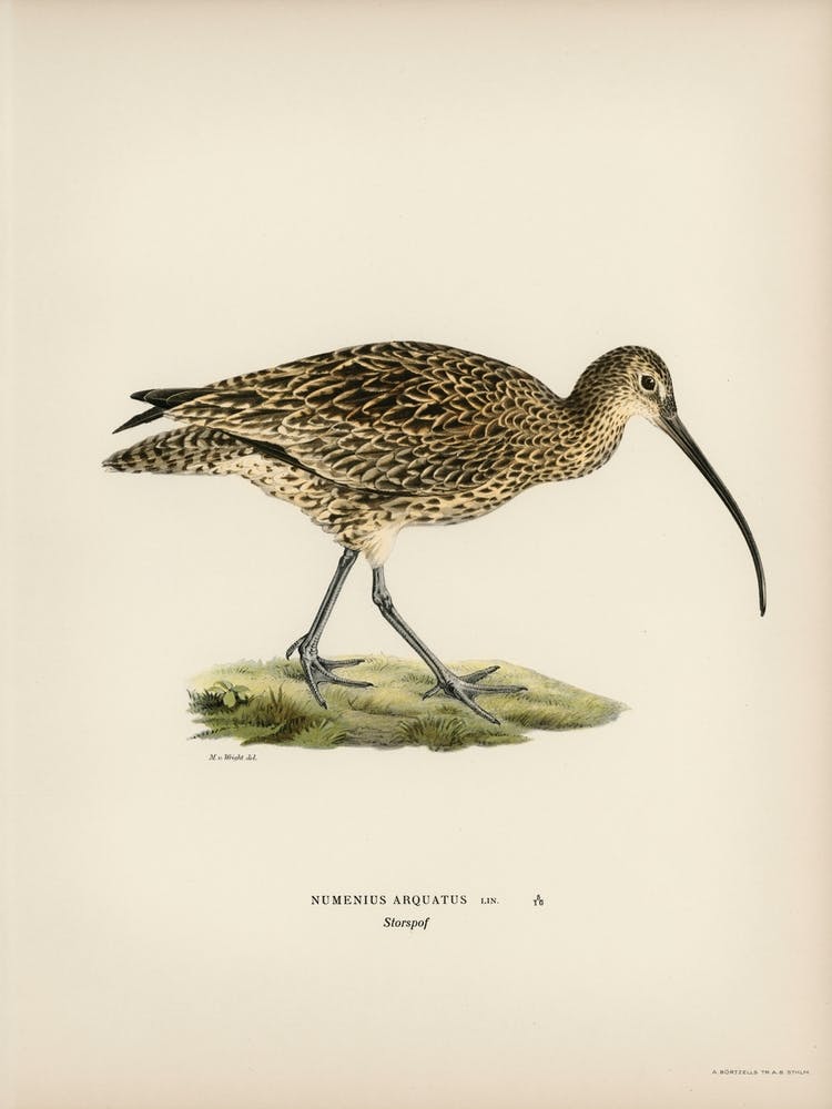Eurasian Curlew (Numenius Arquatusf), The Von Wright Brothers