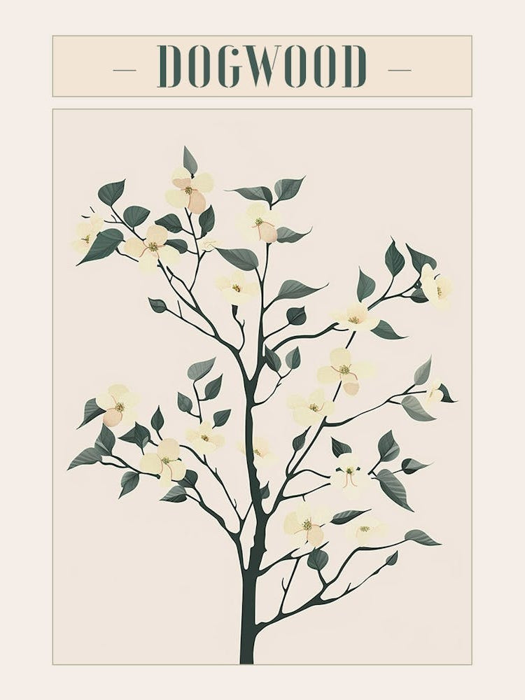 Dogwood Tree Minimal Japandi Illustration 2 Poster