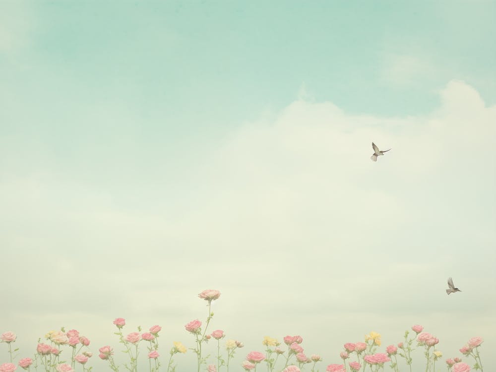 Pink Flowers & Blue Sky