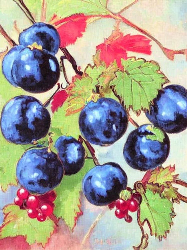 Blackcurrant 1 Vintage Sketch Fruit