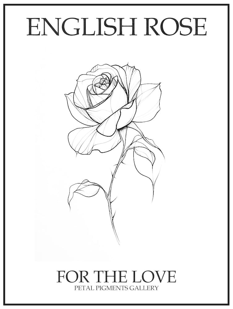English Rose Black And White Line Drawing 38 Poster