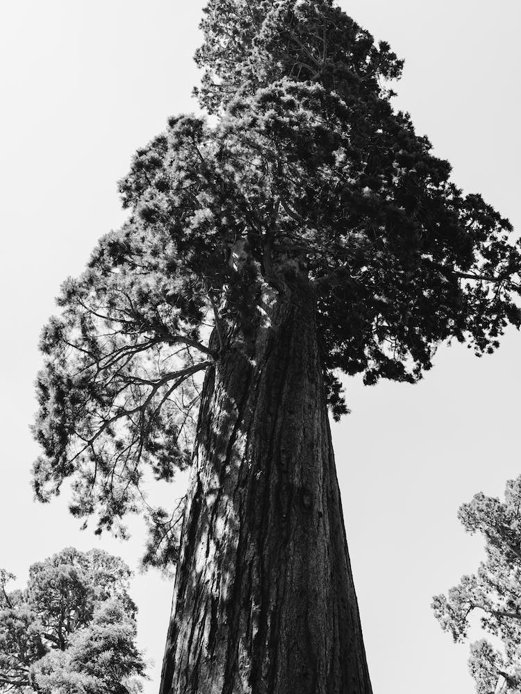 Sequoia National Park VI