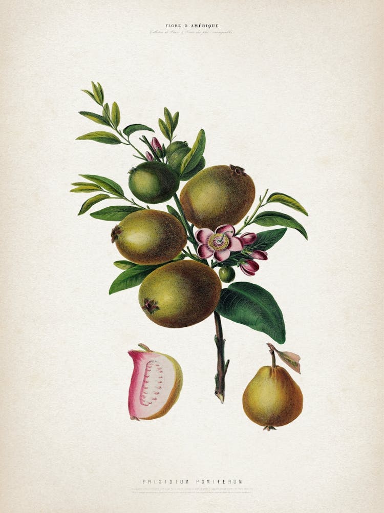 Vintage Denisse 4 Prisidium Pomiferum