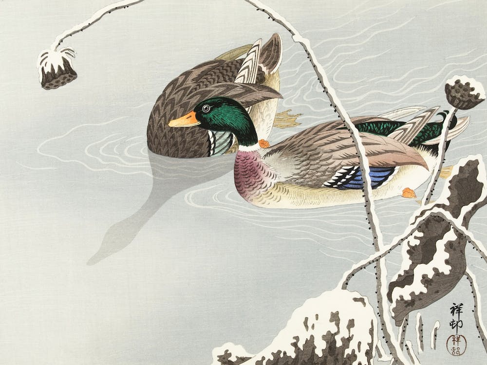 Two Mallards Near A Snow Covered Lotus, Ohara Koson