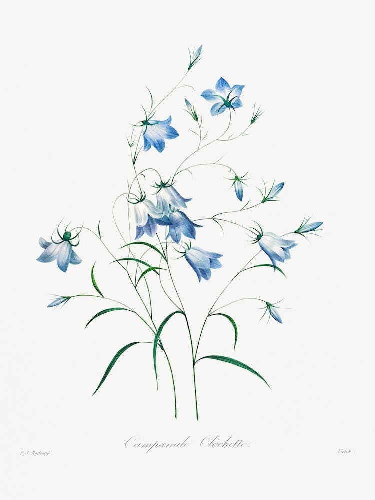 Campanule, Pierrejoseph Redouté