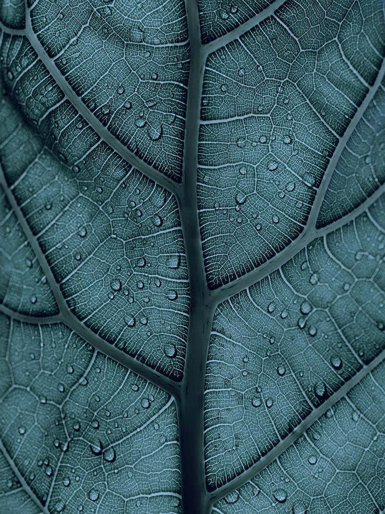 Blue Leaf Veins