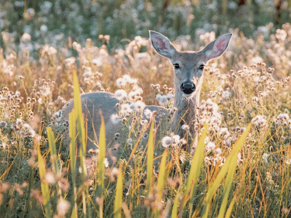 Whitetail Deer In Meadow