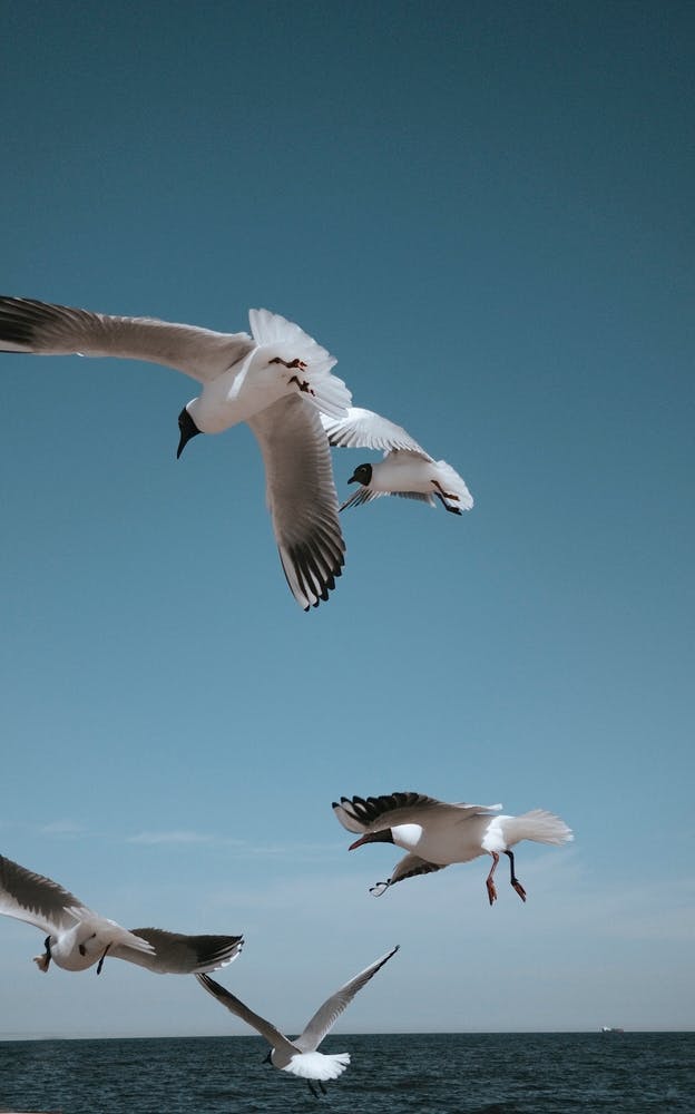 Fliegende Möwen