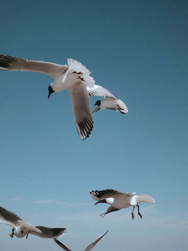 Flying Gulls