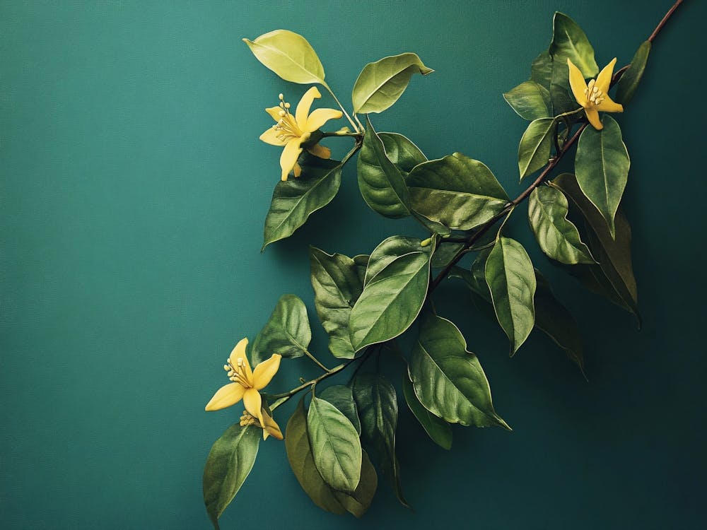 Yellow Flowers On A Green Background