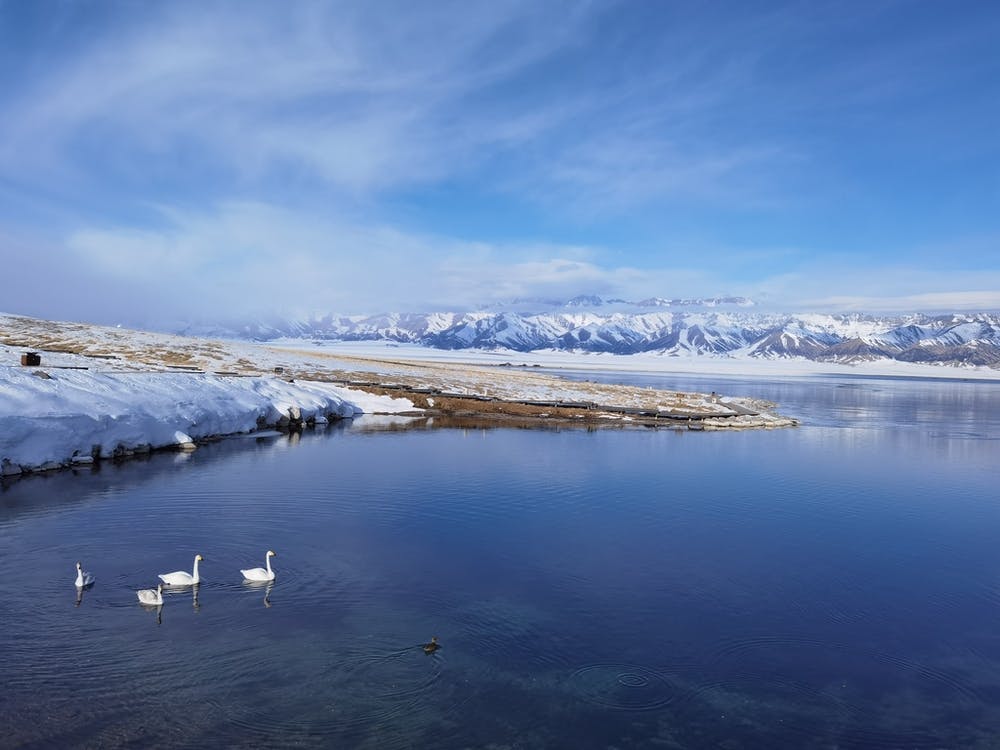 Swans In The Snow
