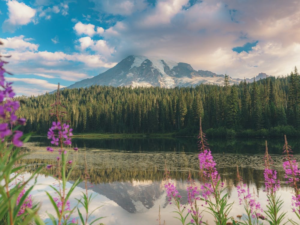 Mount Rainier Reflection Lake Flowers