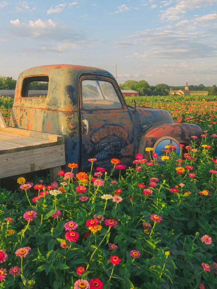 Old Truck In Flower Field