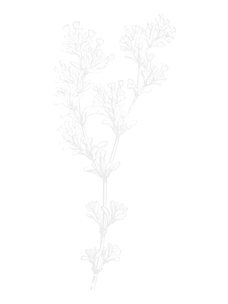 Lilies Of The Valley