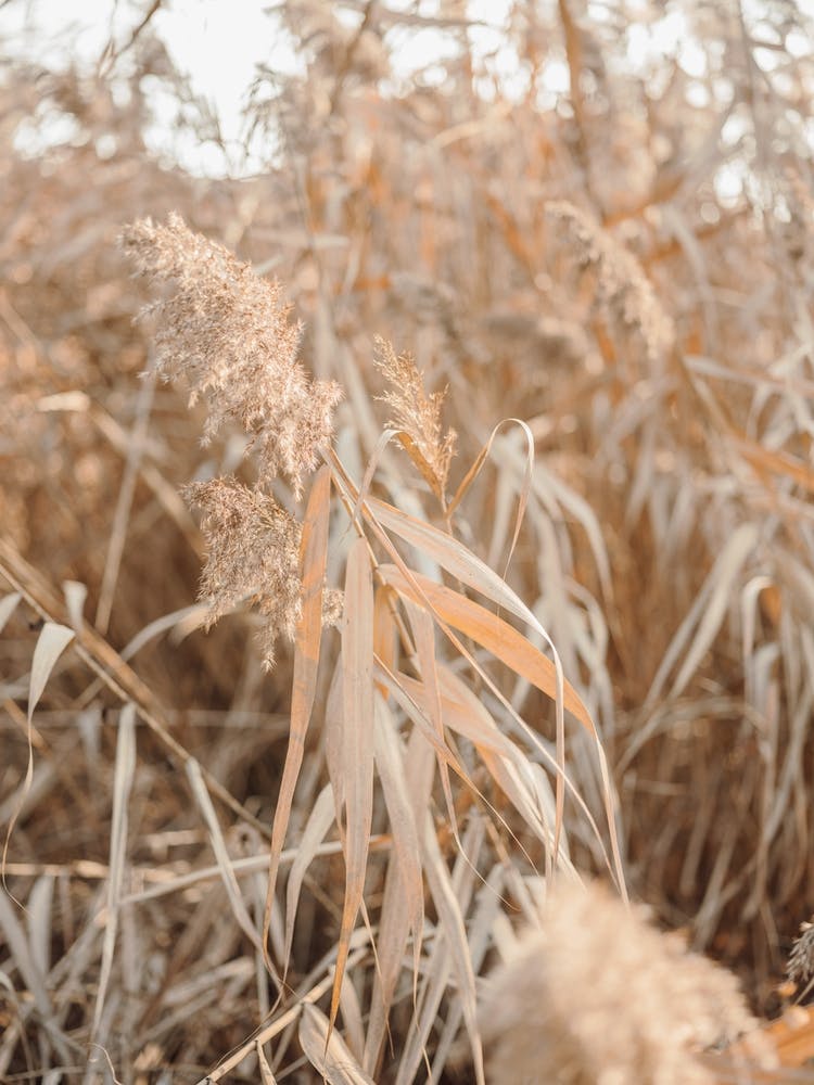 All Natural Dry Grasses In Bologna Italy 