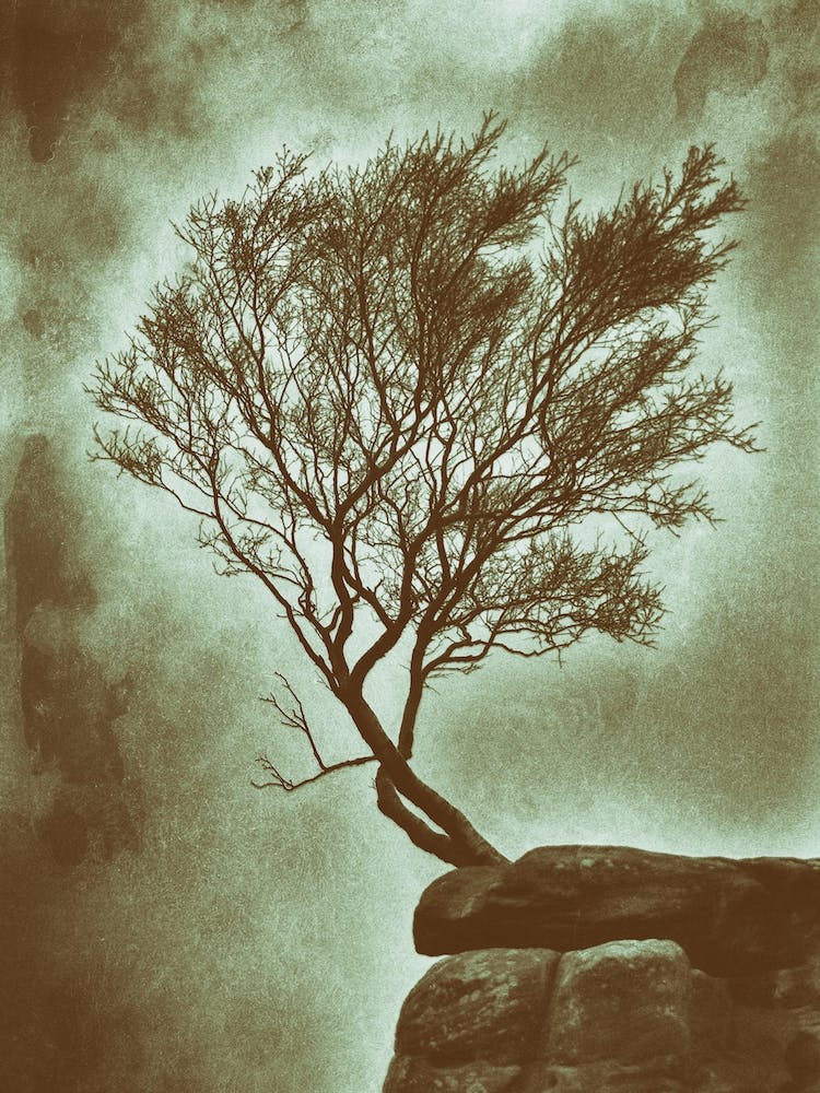 Felsvorsprungbaum