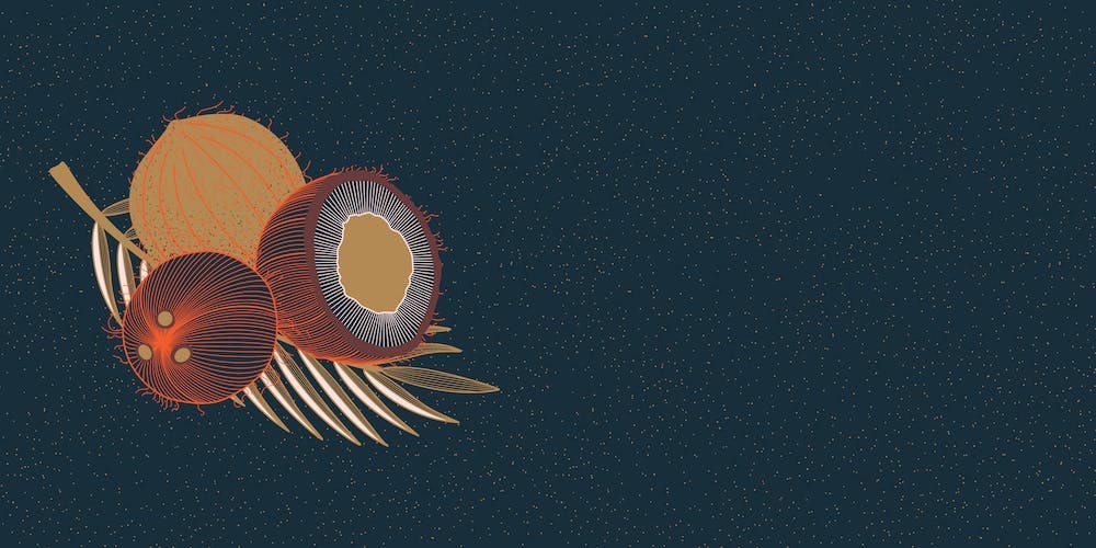 Coconuts And Coconut Tree Branch