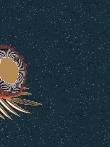 Coconuts And Coconut Tree Branch