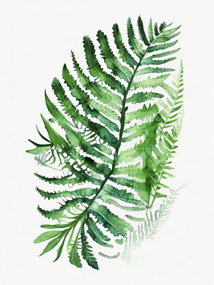 Lace Fern Watercolour