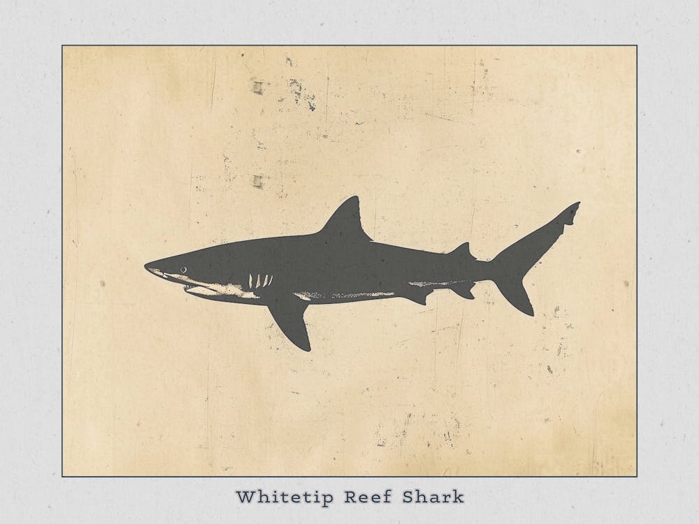 Whitetip Reef Shark Shark Silhouette 2 Poster