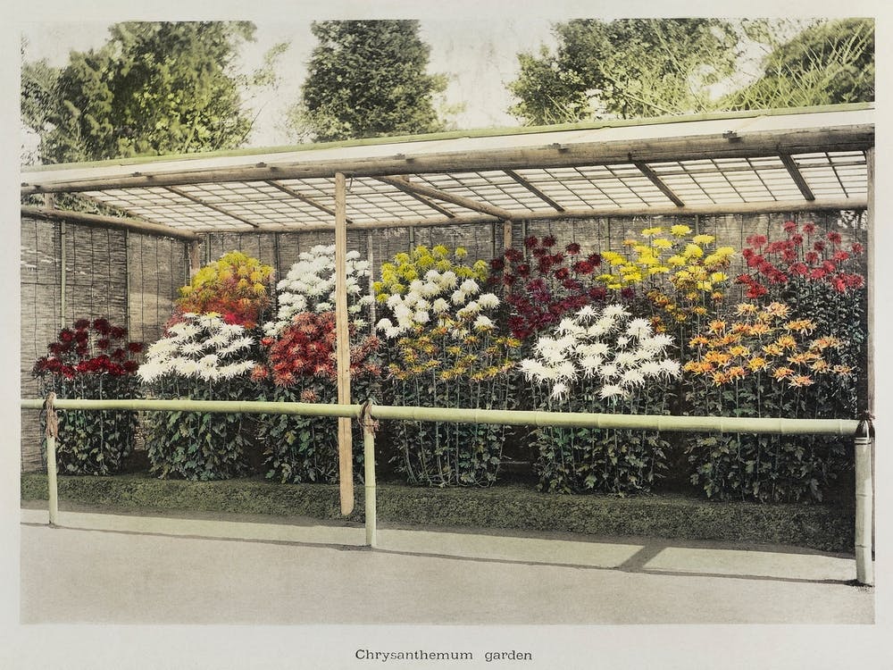 Chrysanthemum Garden, Hand Colored Collotype From Some Japanese Flowers (1896), Kazumasa Ogawa 1