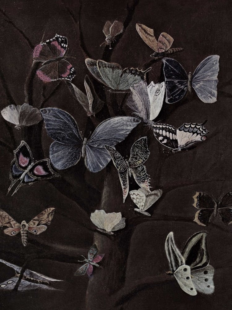 Butterflies On A Tree