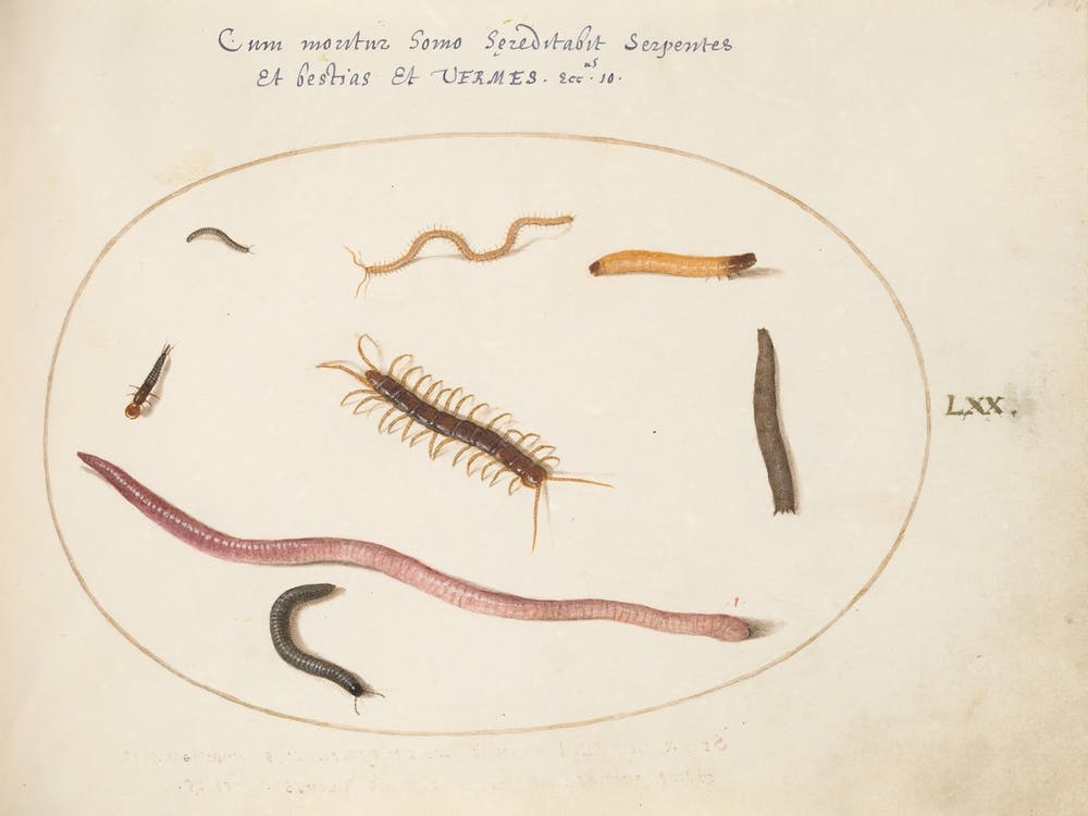 Animalia Qvadrvpedia Et Reptilia, Joris Hoefnagel (3)