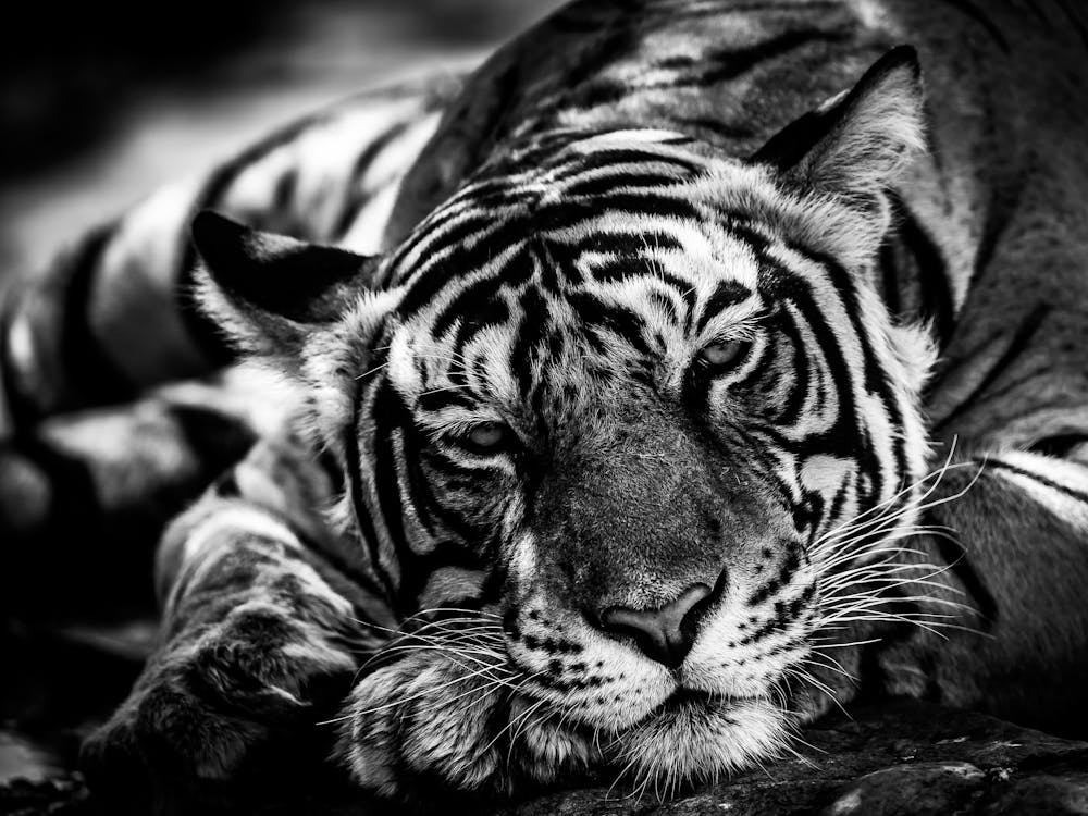 Tiger Sleeping