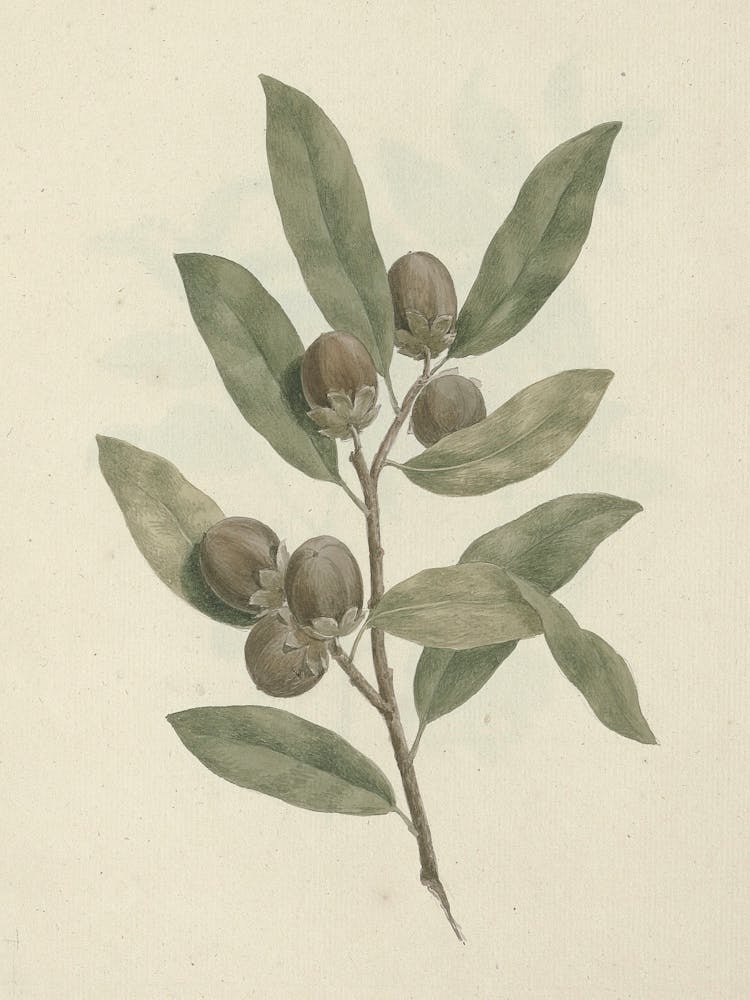 African Ebony, Luigi Balugani