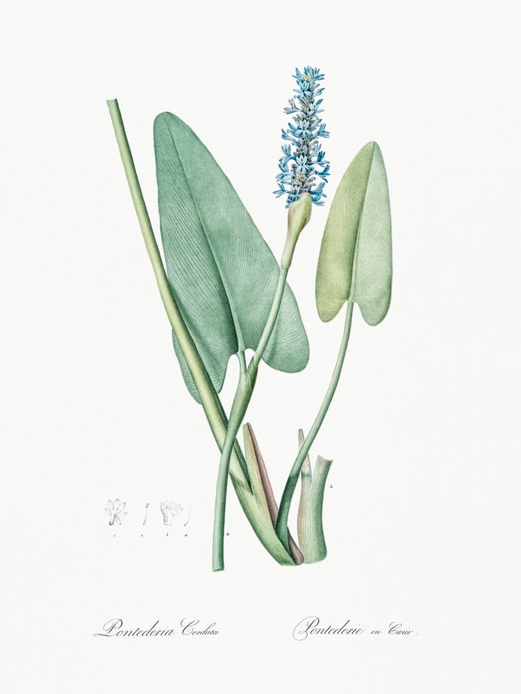 Pickerelweed, Pierre Joseph Redoute